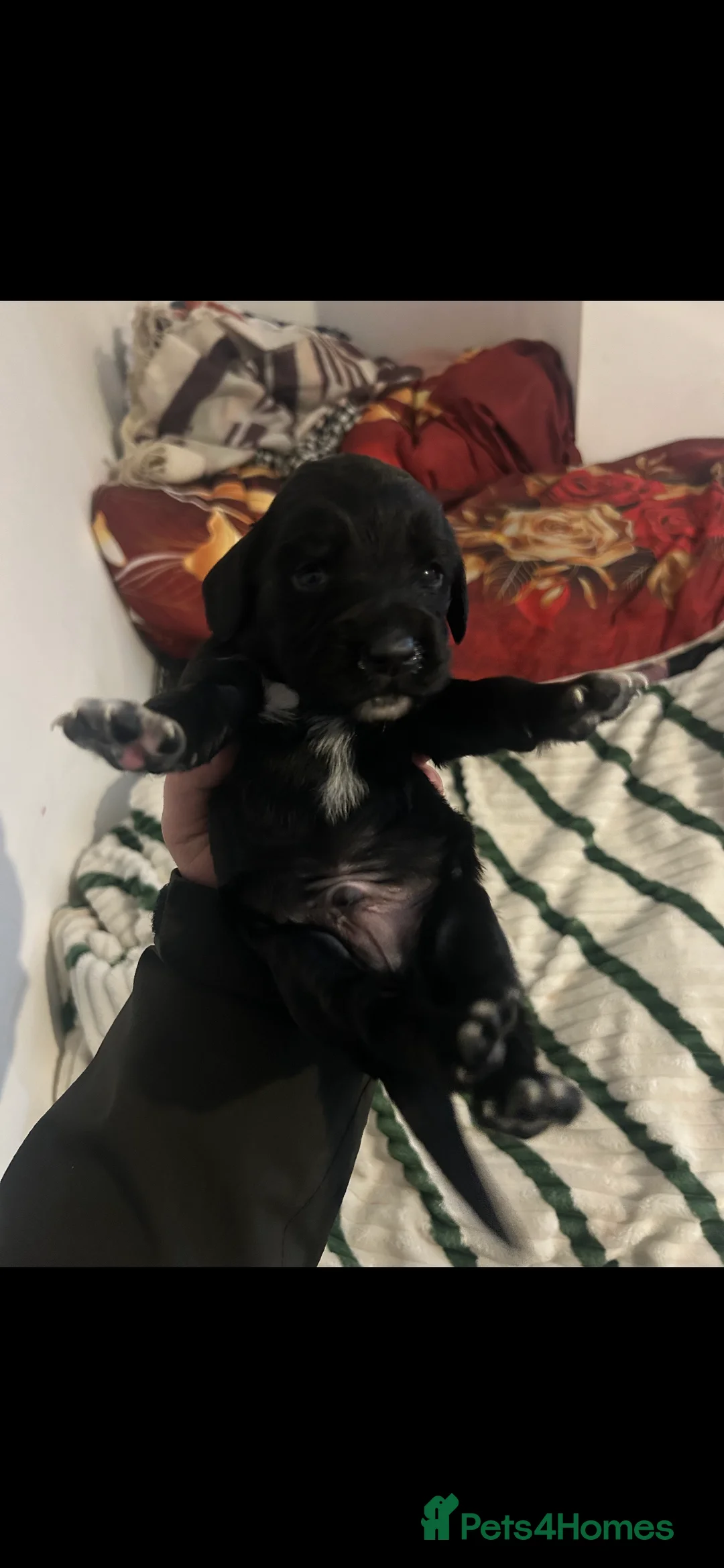 Cocker Spaniel dogs for sale: Cocker spaniel puppies  in Bishop Auckland - Advert 6