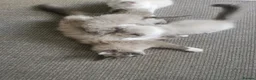Ragdoll cats for sale: Traditional & Cherubim Ragdoll Kittens -  TICA - Advert 32