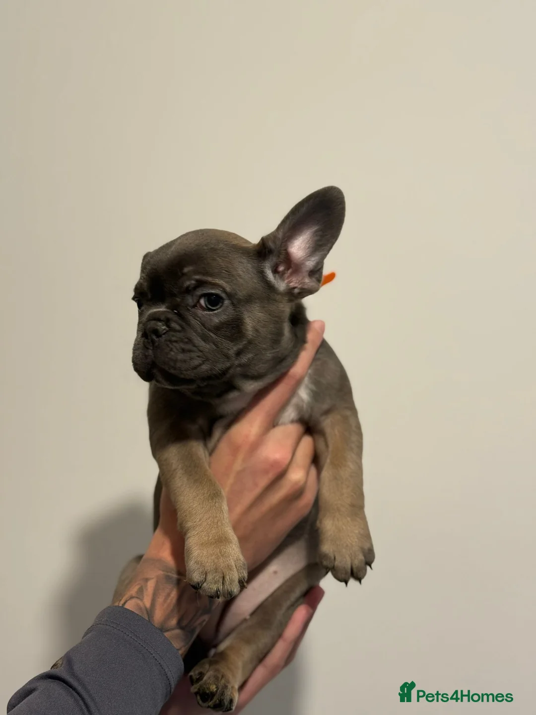 French Bulldog dogs for sale: French bulldogs  - Advert 9