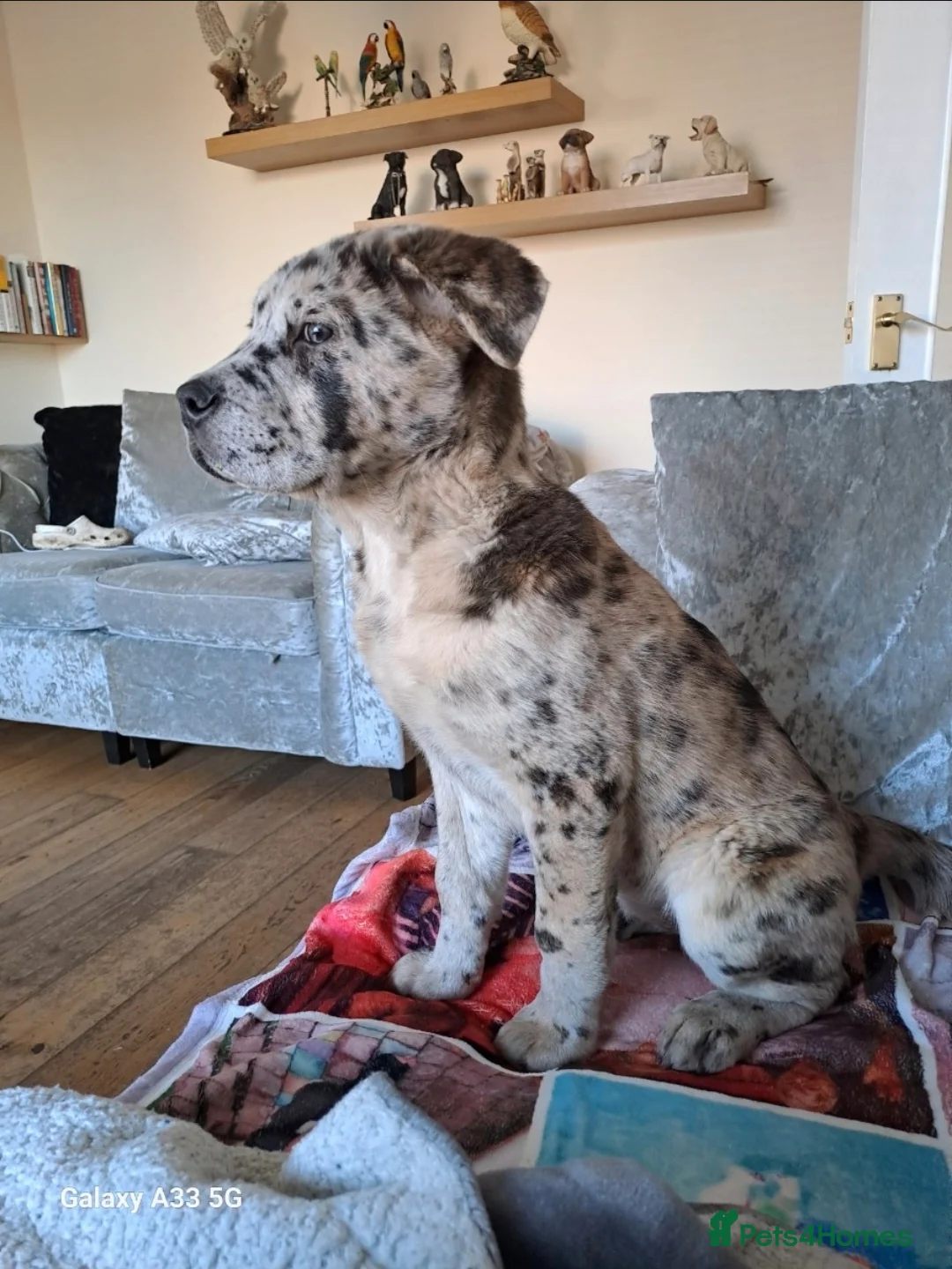 Mixed Breed dogs for sale: 5 month old Marl colour puppy.  - Advert 3