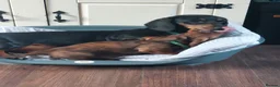Dachshund dogs for sale: Unusual Red Fade & Red Brindle Standard dachshunds - Advert 5