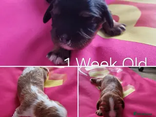Cavalier King Charles Spaniel dogs 🐾 3 Beautiful KC Cavalier CKCS Puppies 🐾 - Advert 1