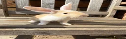 Continental Giant rabbits for sale: Various Continental Giant babies available  - Advert 1