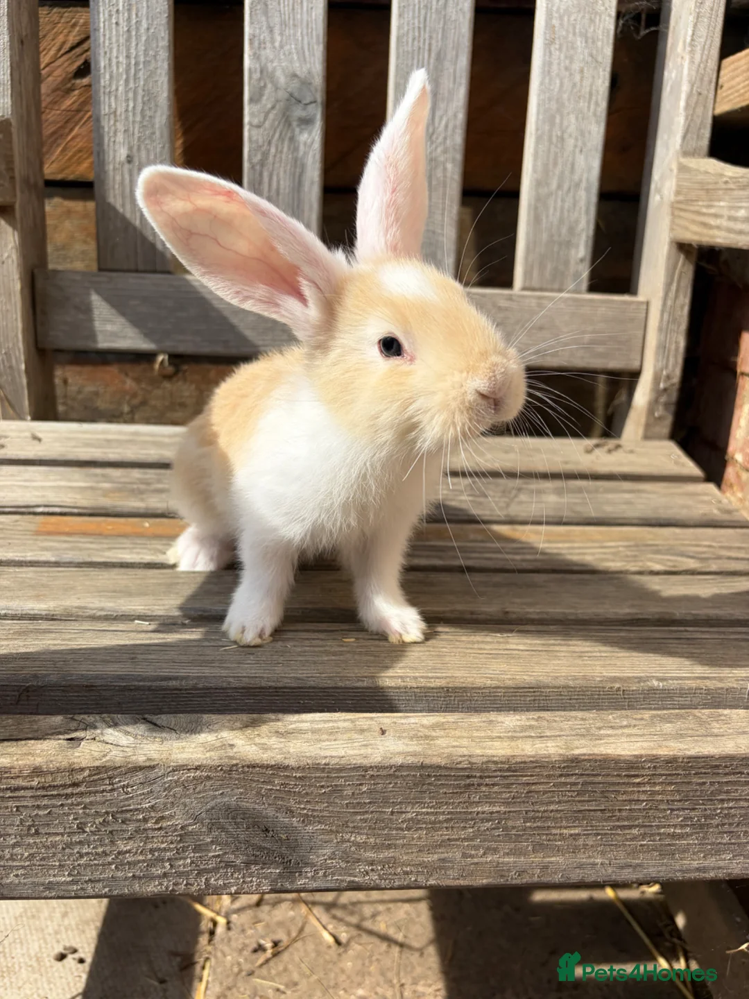 Continental Giant rabbits for sale: Various Continental Giant babies available  - Advert 1