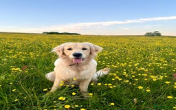 Golden Retriever dogs for sale: Golden retriever puppies  - Image 20
