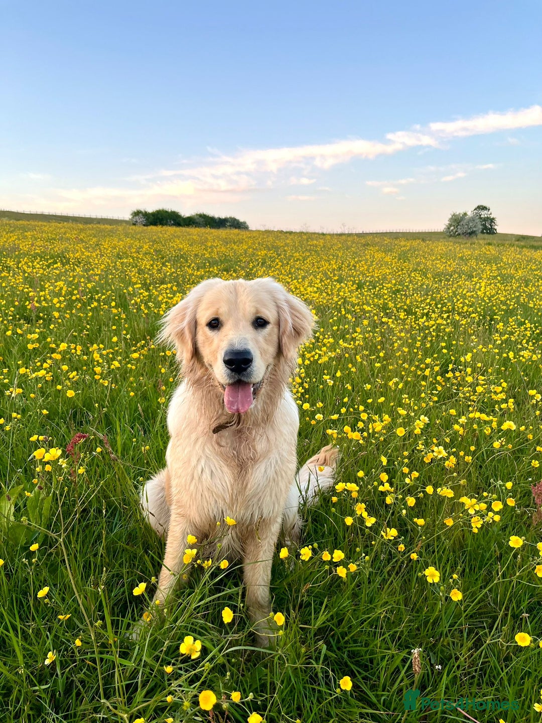 Golden Retriever dogs for sale: Golden retriever puppies  - Image 20