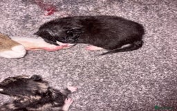 Mixed Breed cats for sale: Bengal mix kittens - Advert 4