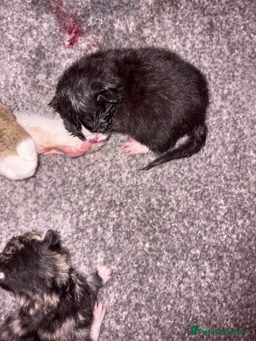 Mixed Breed cats for sale: Bengal mix kittens - Advert 4