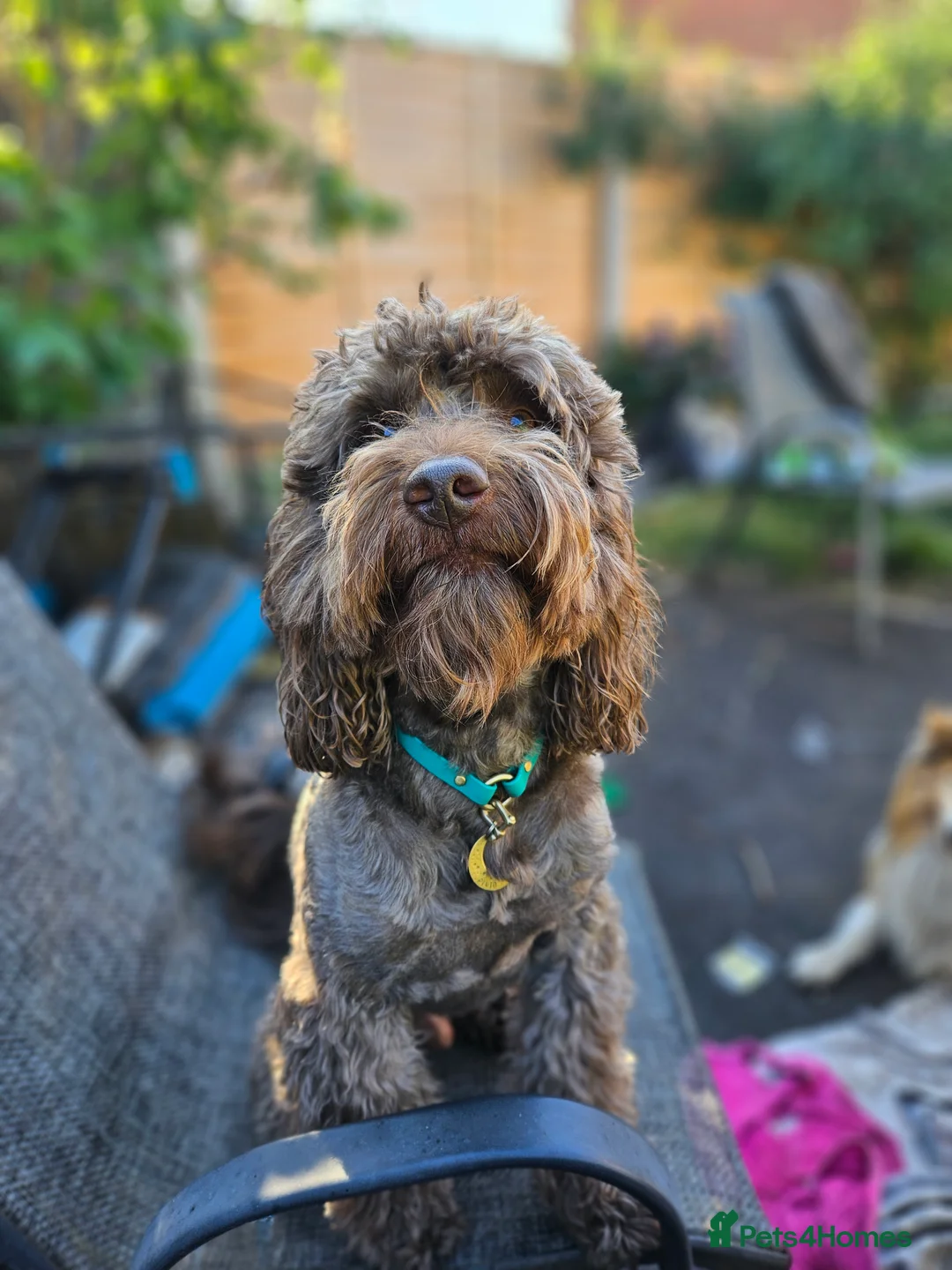 Cockapoo dogs for stud: Chocolate Cockapoo STUD *DNA & BVA EYE TESTED* in Manchester - Advert 30