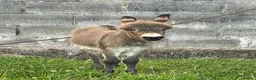 Donkey livestock for sale: Miniature Mediterranean Donkey  - Advert 4