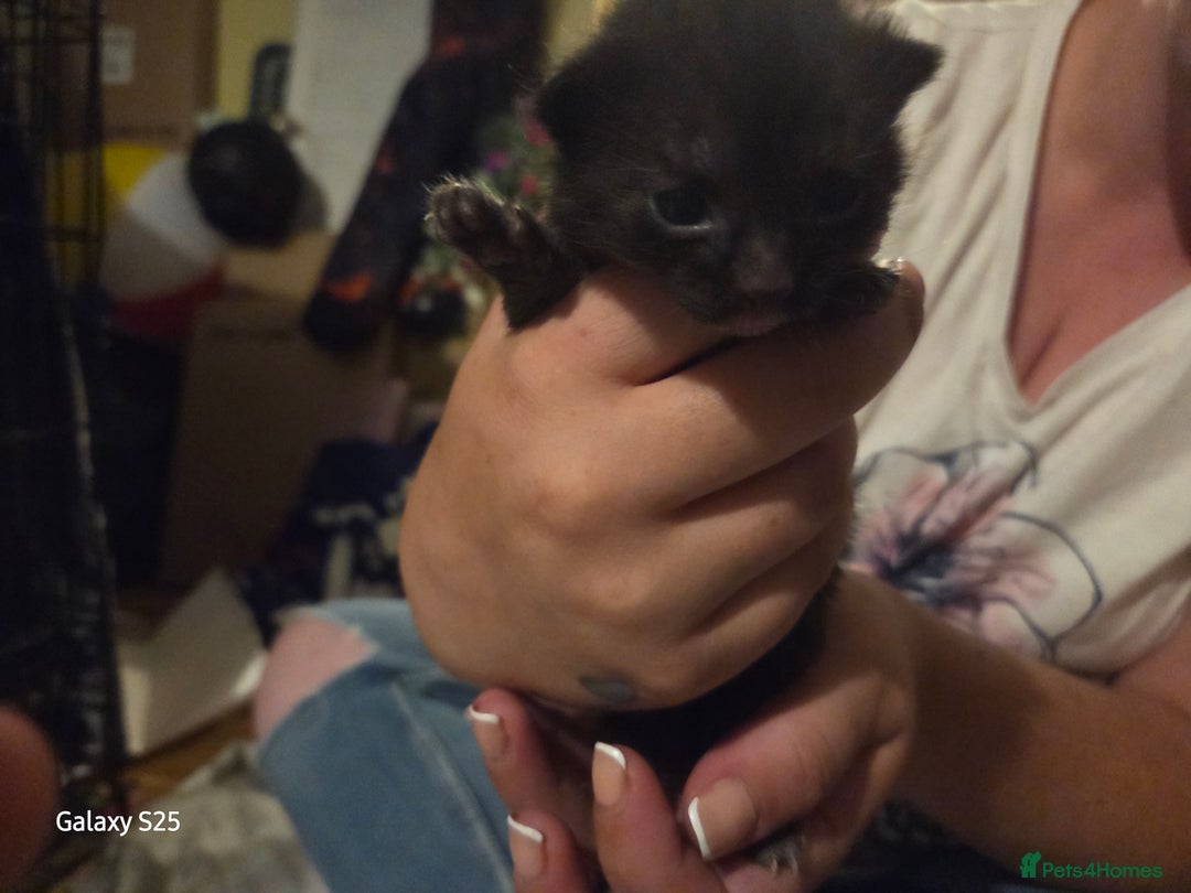 Domestic Shorthair cats for sale: 4 kittens for sale. - Image 5