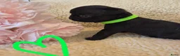 Pug dogs for sale: 6 Stunning Pug puppies, 5* Council License breeder - Advert 5