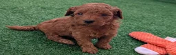 Cavapoo dogs for sale: Stunning extensively health tested Cavapoos in Portsmouth - Advert 19