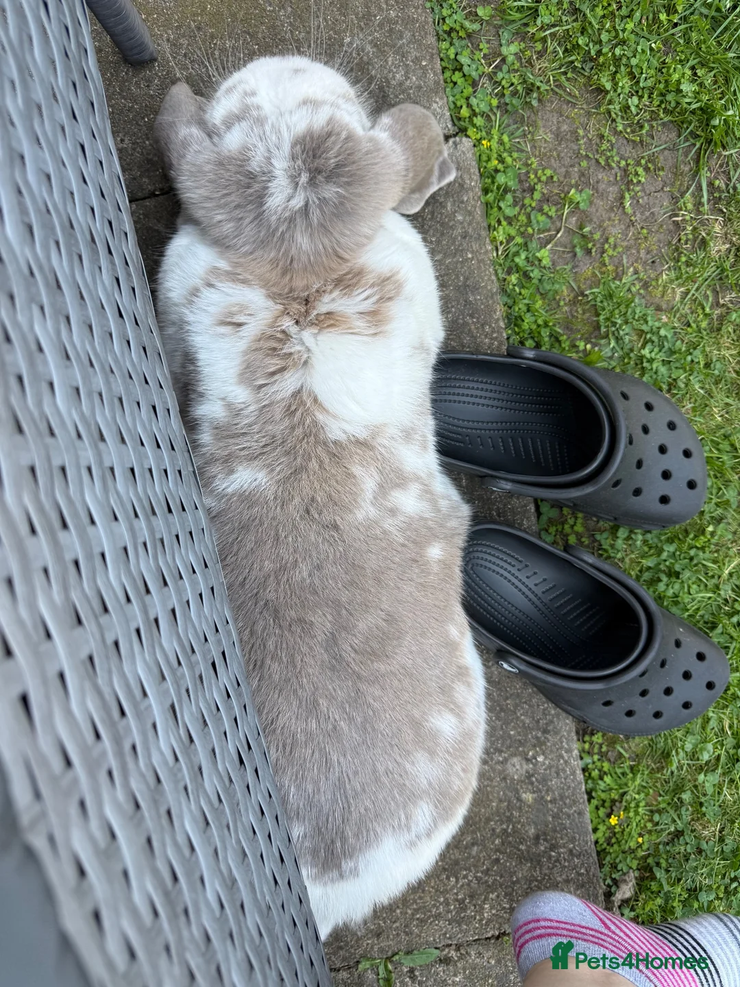 French Lop rabbits for sale: French lop up for rehome in Atherstone - Advert 2