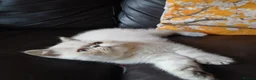 Exotic cats for sale: PEDIGREE GCCF PERSIAN EXOTIC BABIES - Advert 5