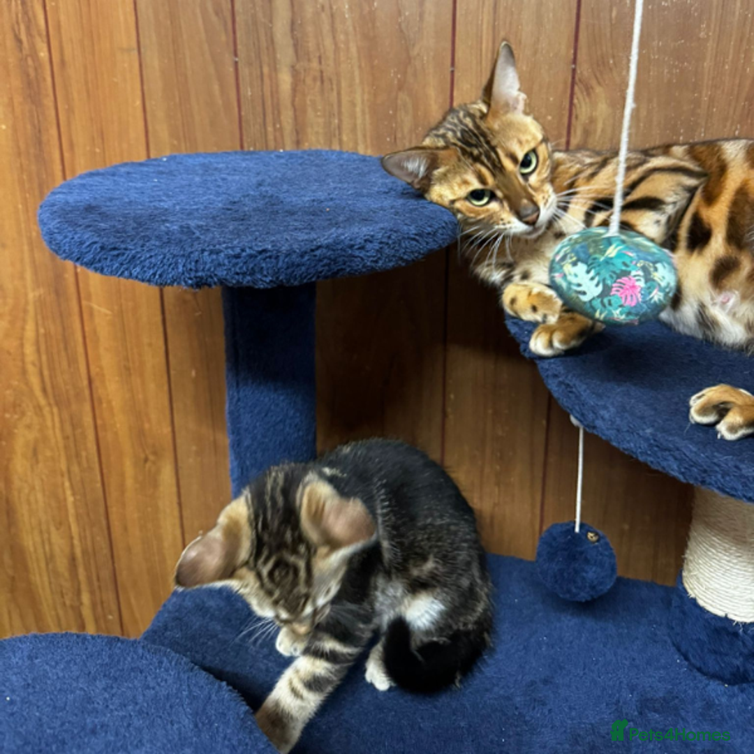 Bengal cats for sale: ​​Bengal Mix - Boy Kitten. Ready 2 Go! - Image 5