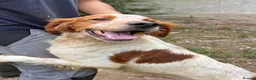 Brittany Spaniel dogs for adoption: Troy - Brittany Spaniel  in Ashford - Advert 2