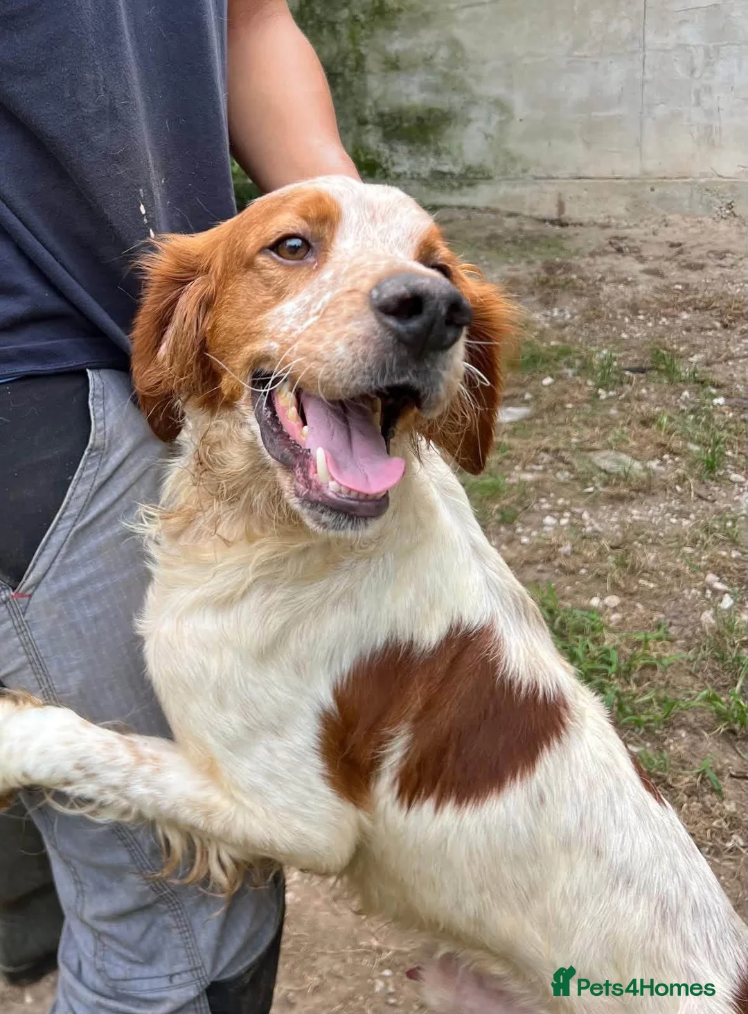 Brittany Spaniel dogs for adoption: Troy - Brittany Spaniel  in Ashford - Advert 2