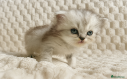 Persian cats for sale: 4 Beautiful Pure Persian Kittens PKD Neg - Image 6