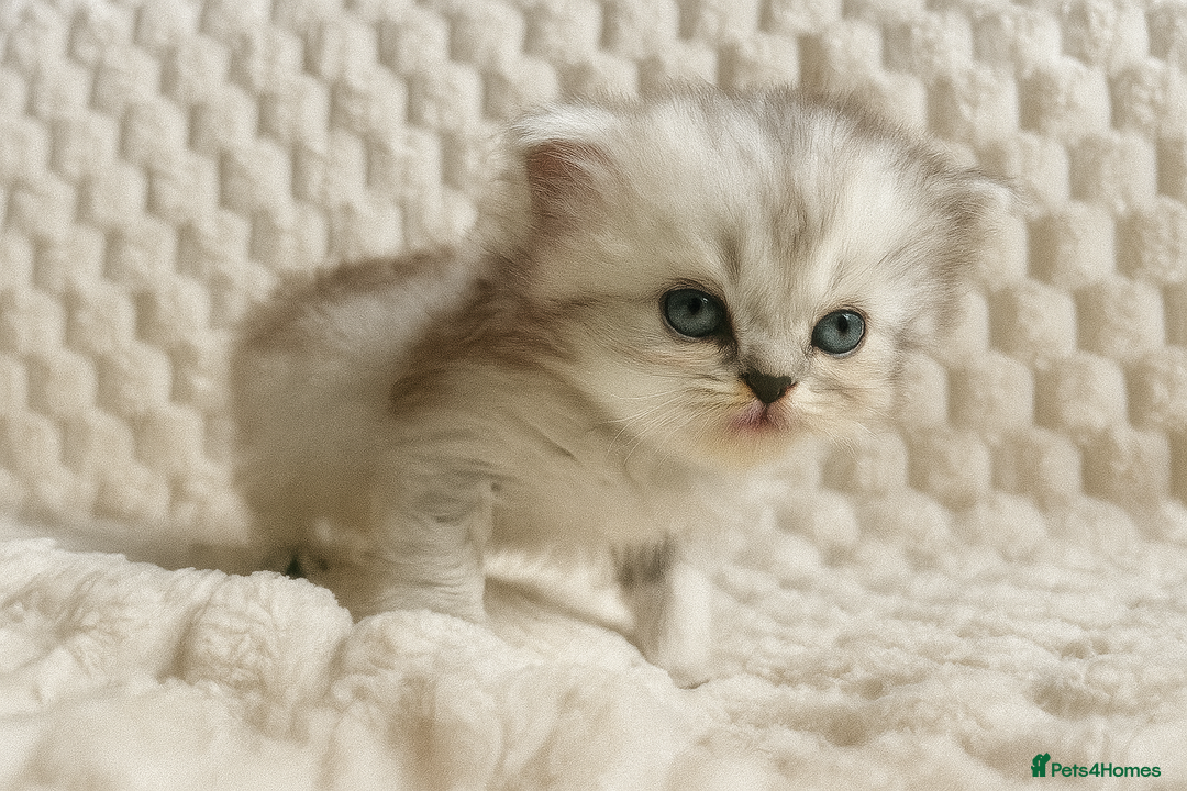 Persian cats for sale: 4 Beautiful Pure Persian Kittens PKD Neg - Image 6