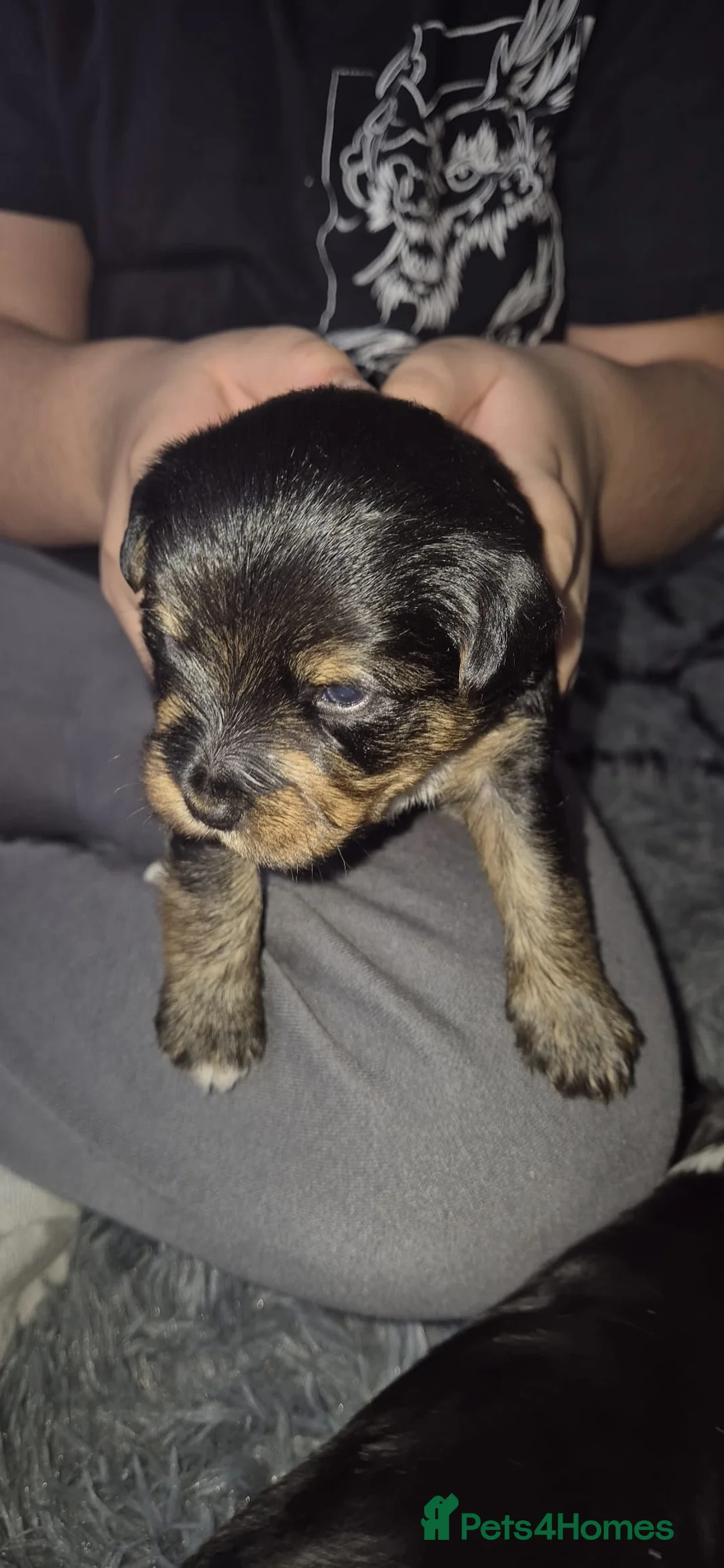 Mixed Breed dogs for sale: Yorkshire terrier mix brider - Advert 9