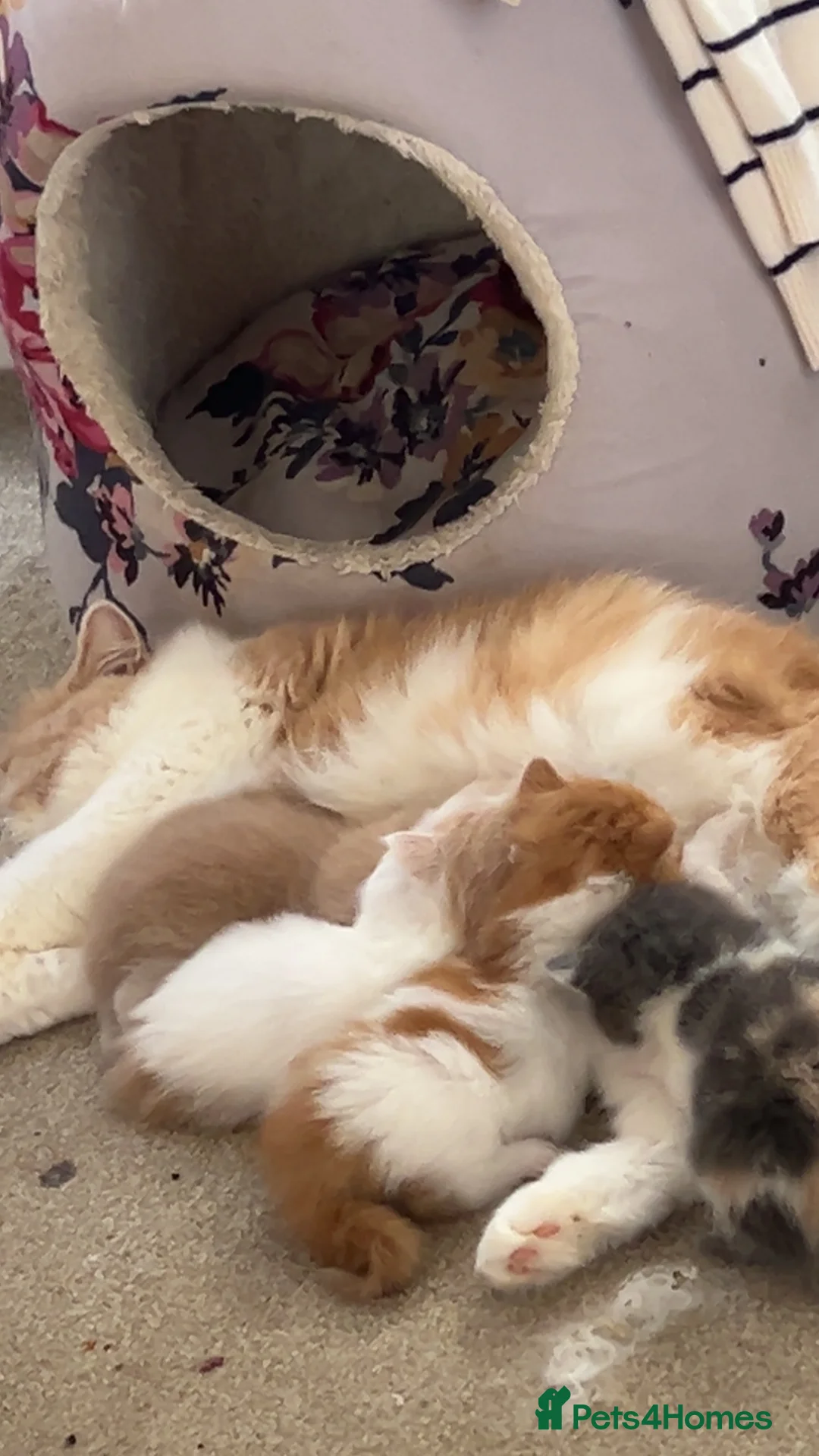 British Longhair cats for sale: 4 little pumpkins ready for autumn  - Advert 2
