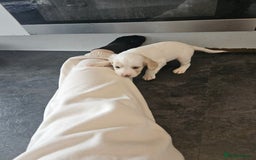 Cocker Spaniel dogs for sale: Beautiful cocker spaniel puppies - Image 4