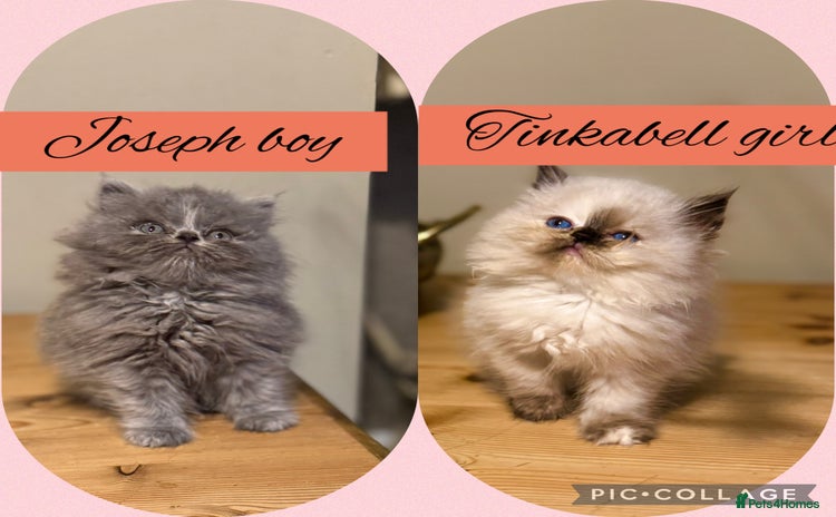 Persian cats - Advert 3