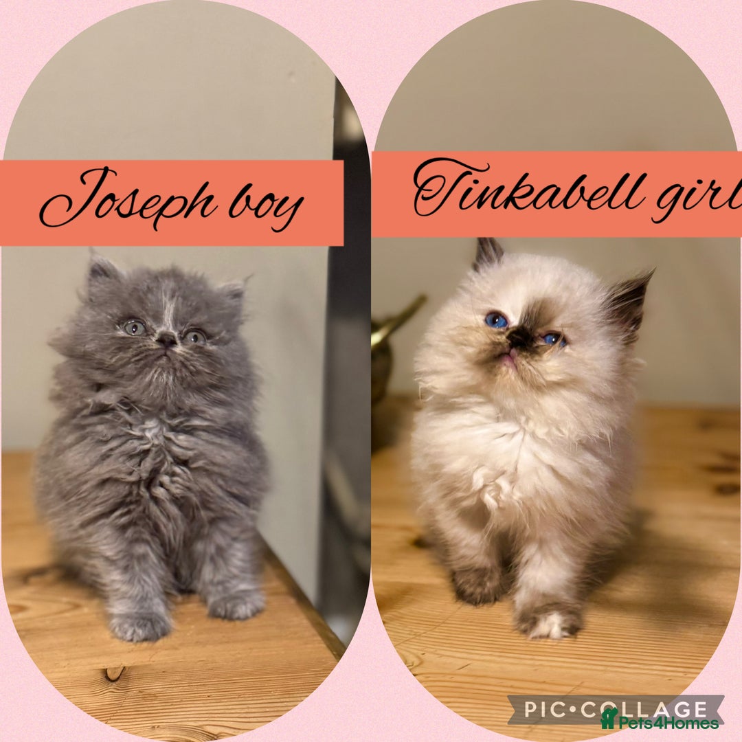 Persian cats for sale: Persian kittens ready now - Advert 1