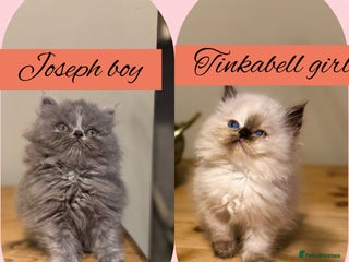 Persian cats Persian kittens ready 11th december - Advert 16