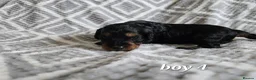 Cockapoo dogs for sale: Beautiful litter of F1b Cockapoo pups in Doncaster - Advert 8