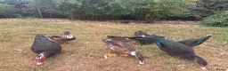 Ducks poultry for sale: Muscovy Ducks for sale - Male & Female - Advert 28