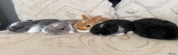 Netherland Dwarf rabbits for sale: 5 Adorable Netherland Dwarf Bunnies  🐰  - Advert 3