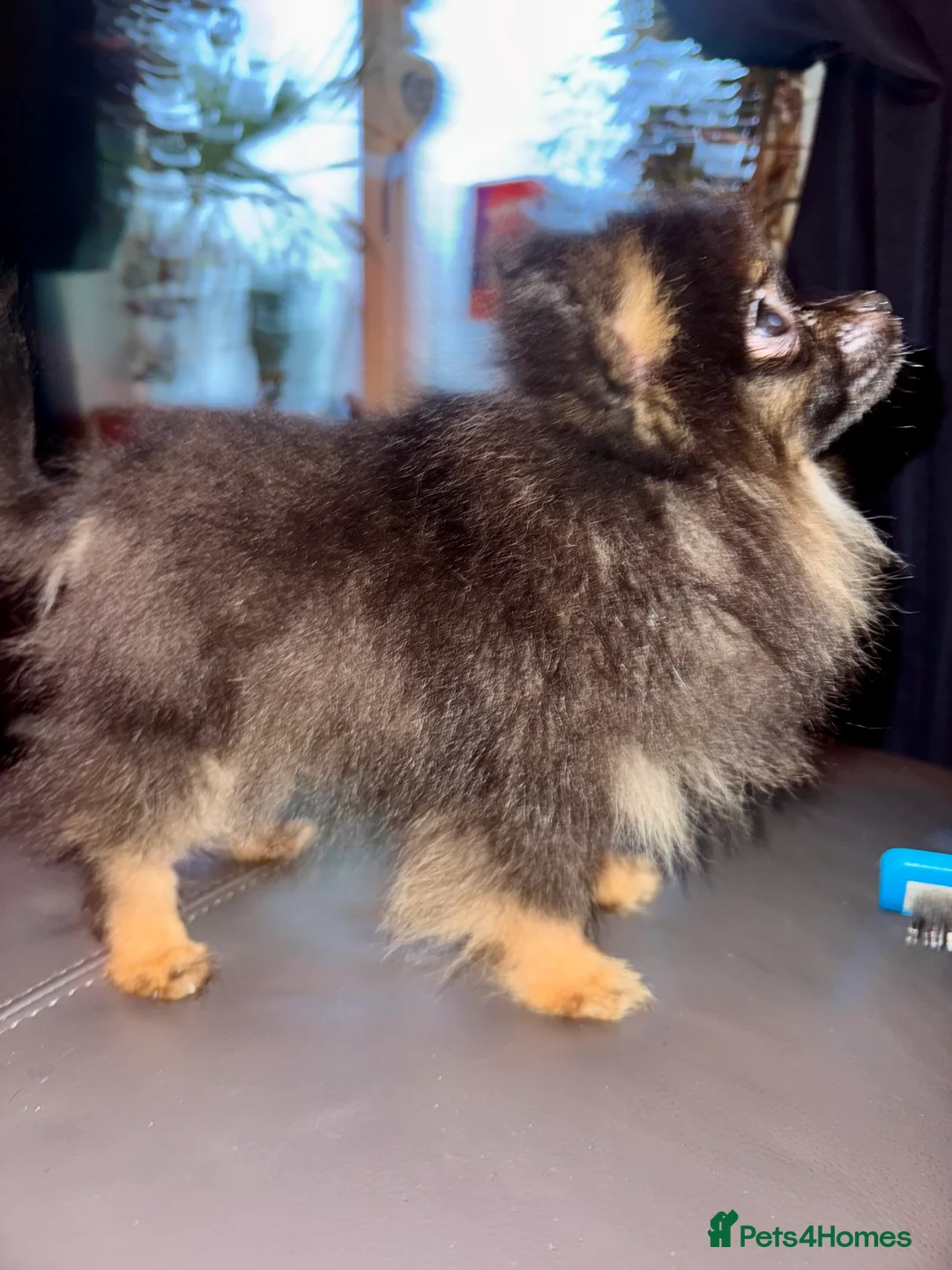 Pomeranian dogs for sale: 2 sweet tiny boys! - Advert 10