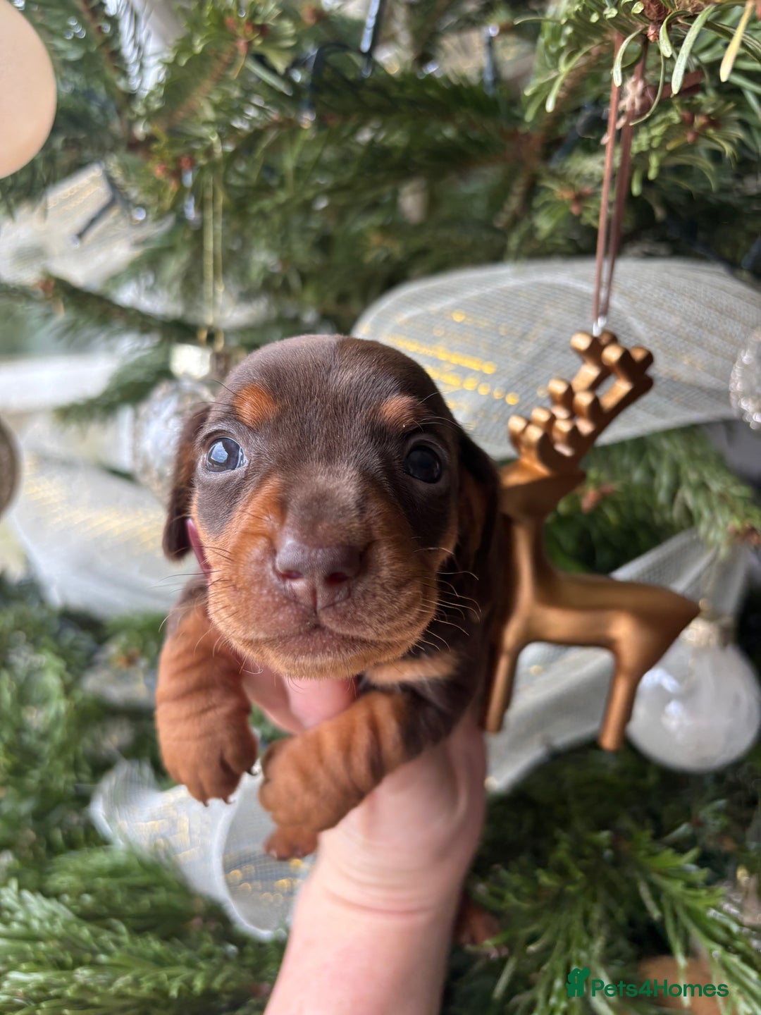 Miniature Dachshund dogs for sale: BEAUTIFUL PRA CLEAR & KC REG MINIS - Advert 40