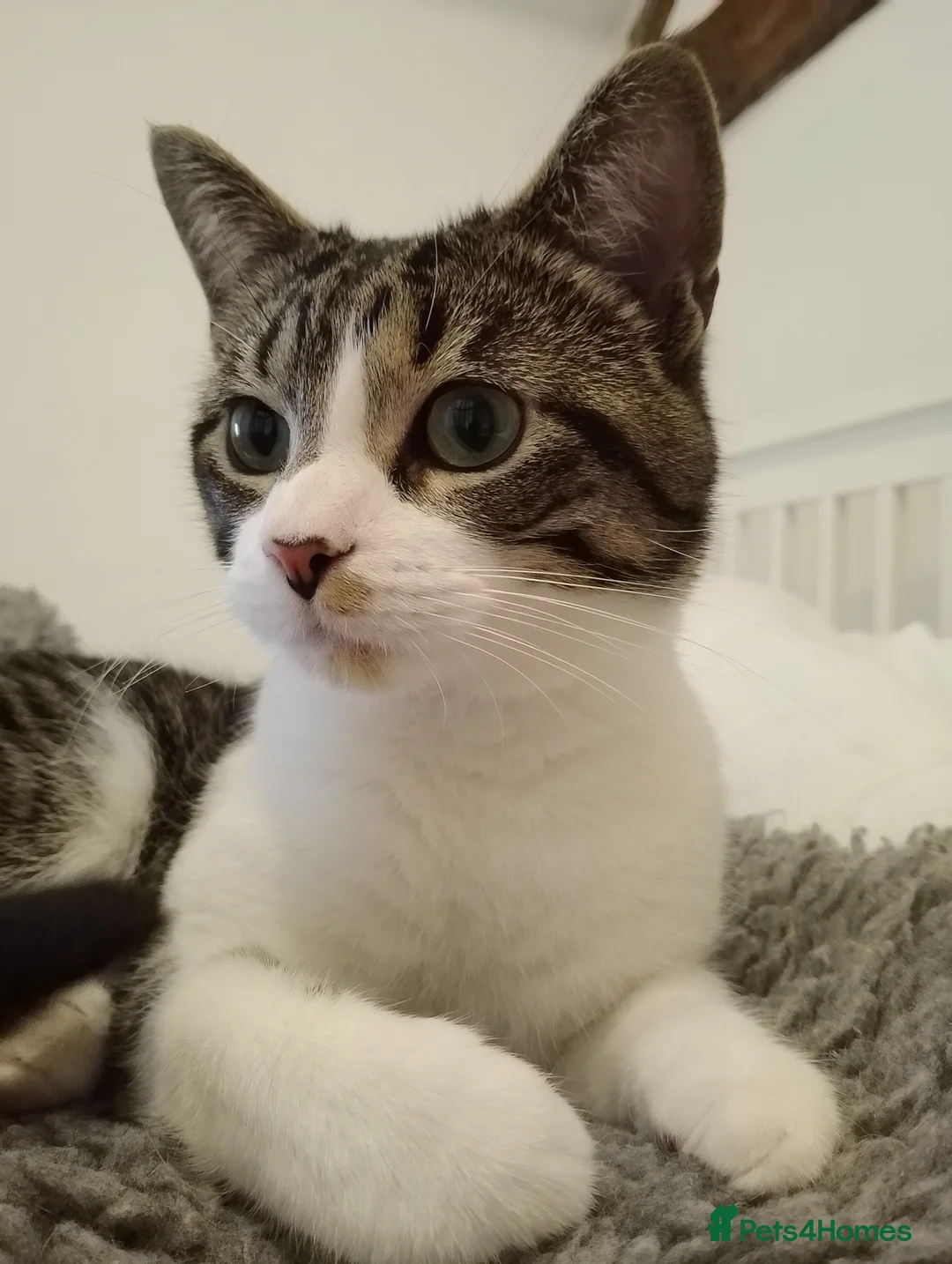 Siamese cats for sale: Young Siamese cross, looking for quiet home - Advert 1