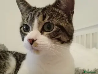 Siamese cats Young Siamese cross, looking for quiet home - Advert 1