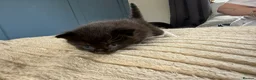 Mixed Breed cats for sale: Rag doll mix kittens bsh mixed kittens  - Advert 12