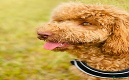 Cockapoo dogs for sale: Stunning RED COCKERPOO - Image 2