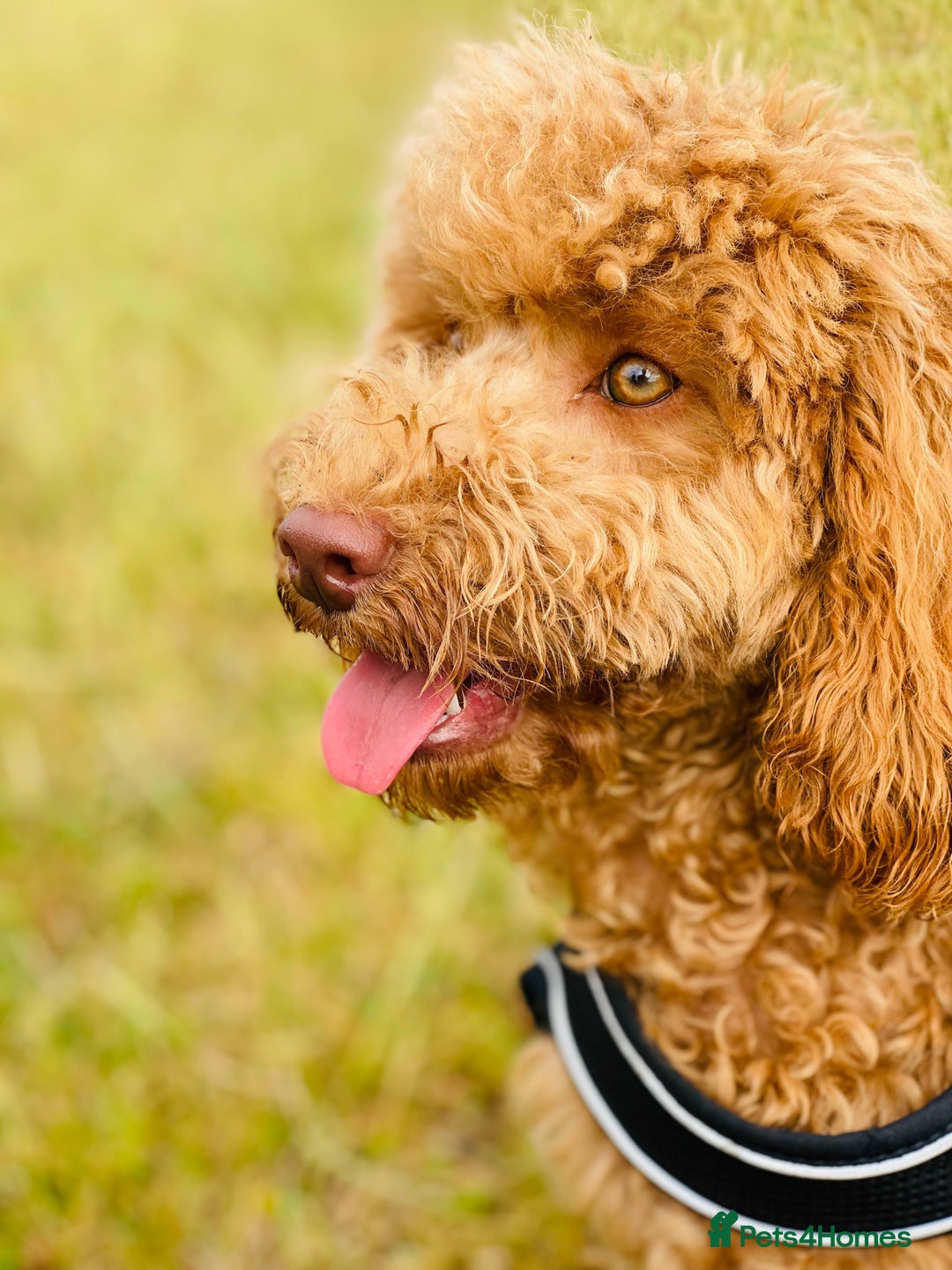 Cockapoo dogs for sale: Stunning RED COCKERPOO - Image 2