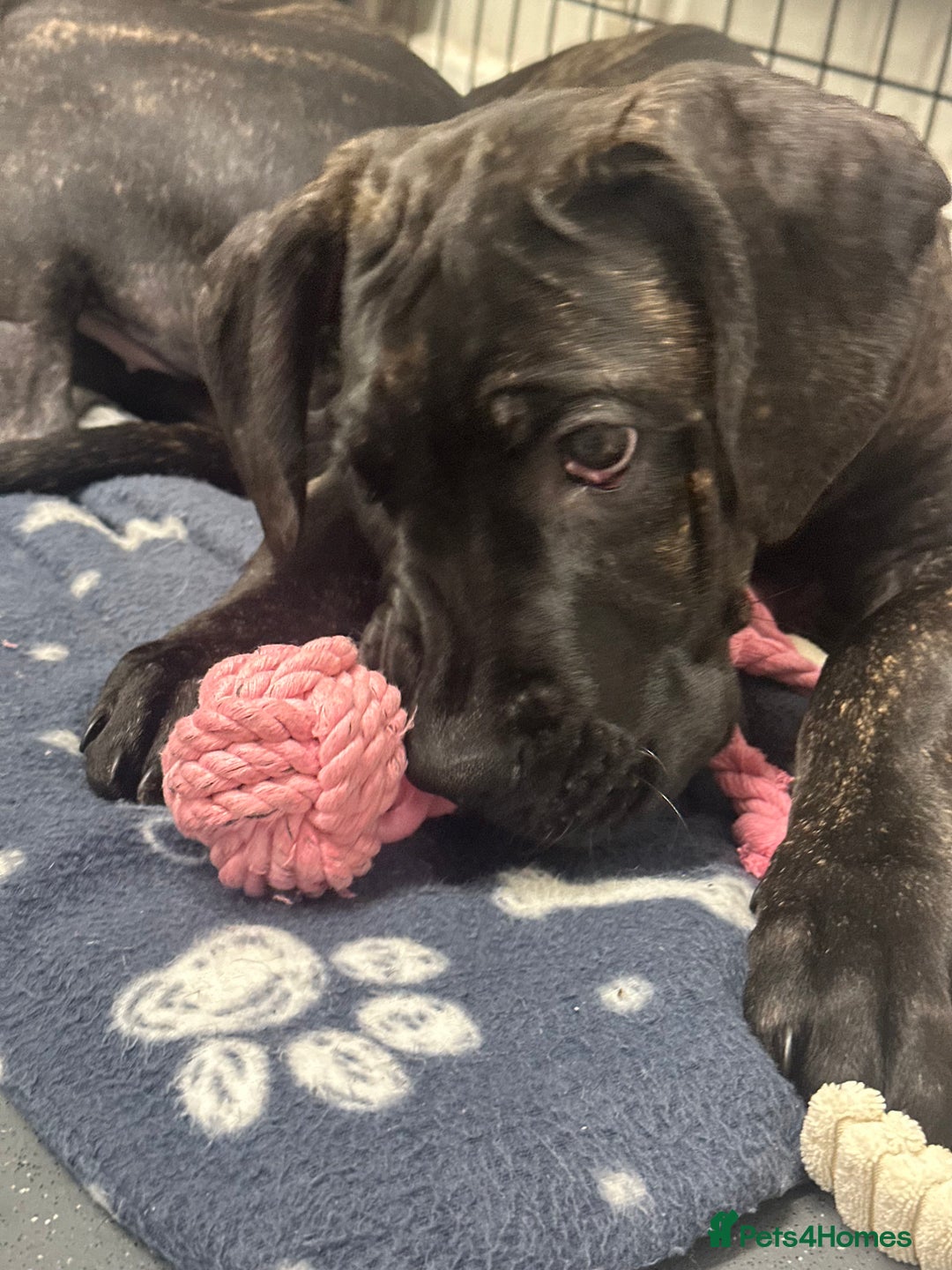 Cane Corso dogs for sale: CLOSING ADVERT ONCE REVIEWS ARE MADE - Advert 11