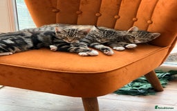 Burmese cats for sale: 4 boisterous kittens  - Image 2