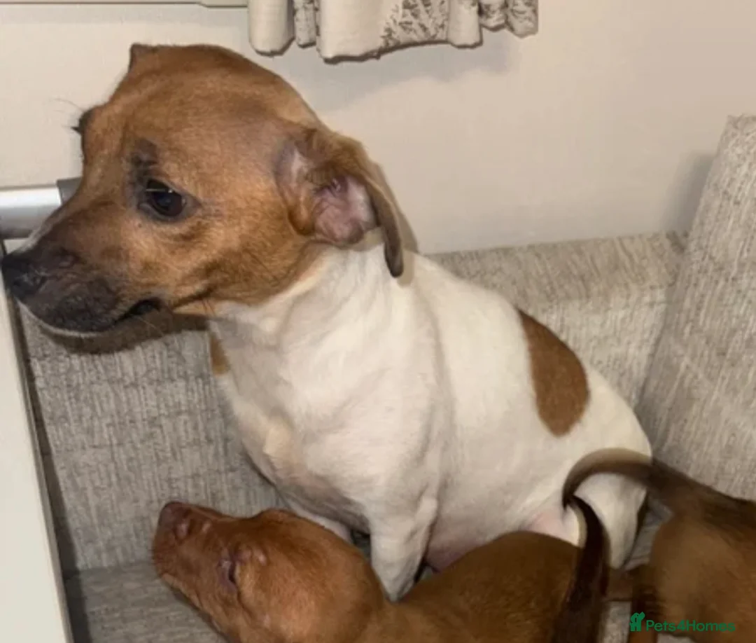 Jackshund dogs for sale: Male Dachshund X Jack Russell Puppy - Advert 10