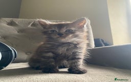 Mixed Breed cats for sale: 2 Fluffy female Kittens - Image 5