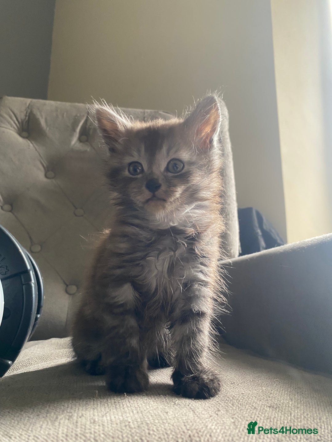 Mixed Breed cats for sale: 2 Fluffy female Kittens - Image 5