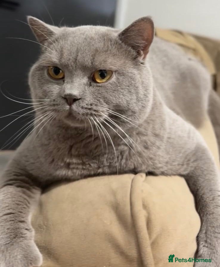 British Shorthair cats 🐈 GCCF Registered Lilac British Shorthair Stud - Advert 10