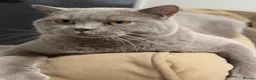 British Shorthair cats for sale: 🐈 GCCF Registered Lilac British Shorthair Stud - Advert 1