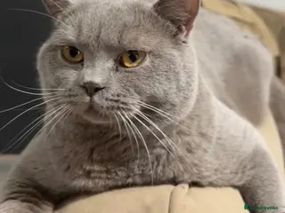British Shorthair cats 🐈 GCCF Registered Lilac British Shorthair Stud - Advert 11