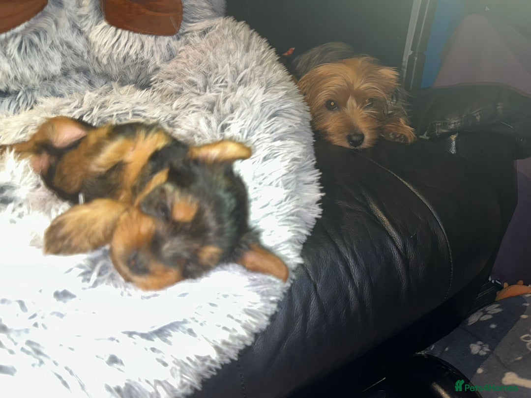 Yorkshire Terrier dogs for sale: 💕🐾Adorable PEDIGREE YORKSHIRE TERRIER Pups🐾💕  - Image 23