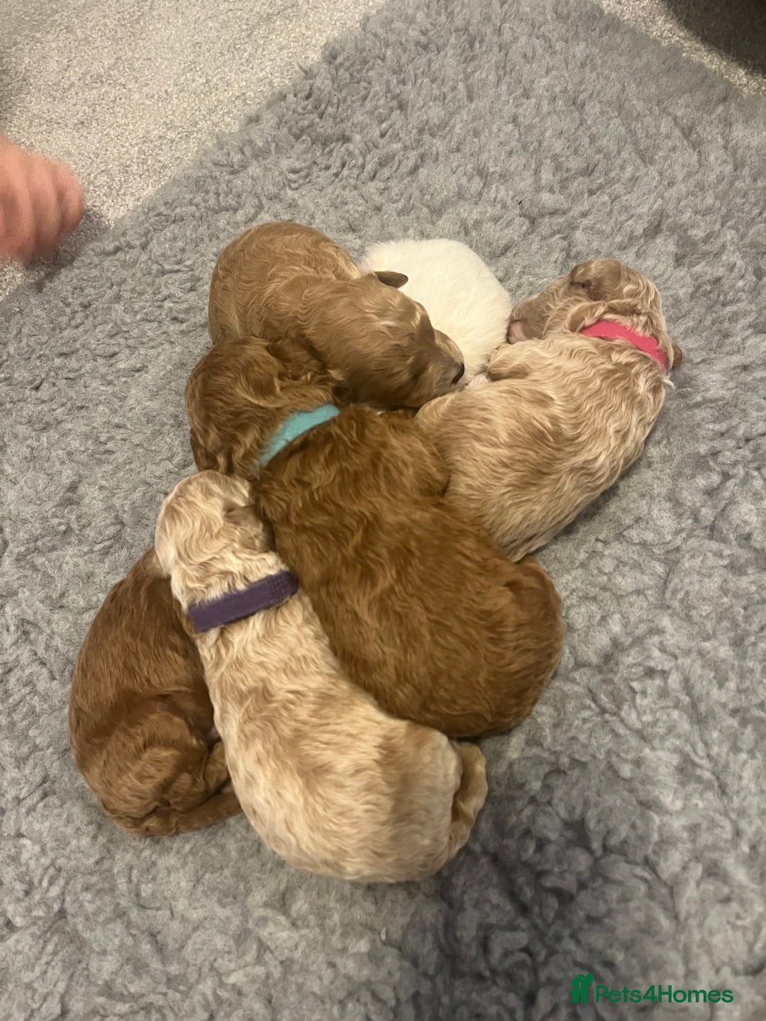 Poochon dogs for sale: Beautiful Poochon puppies for sale  - Advert 3